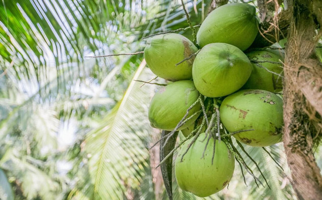 泰國椰青進口報關(guān)