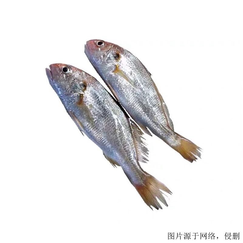 越南白姑魚進口清關(guān)流程